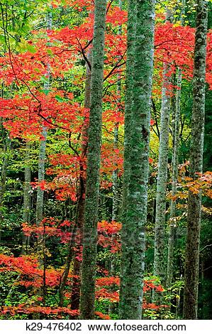 Tree trunks and colourful foliage near Elkmont, Southern Appalachian autumn woodland. Great Smoky Mountains NP, TN, USA View Large Photo Image Stock Image - Tree trunks and colourful foliage near Elkmont, Southern Appalachian autumn woodland. Great Smoky Mountains NP, TN, USA. Fotosearch