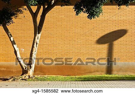 Stock Image - Tree, wall and shadow. Fotosearch