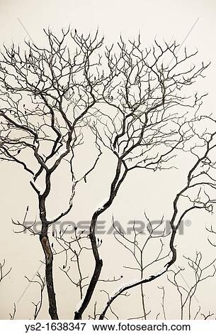 Tree with snow View Large Photo Image Stock Photo - Tree with snow. Fotosearch