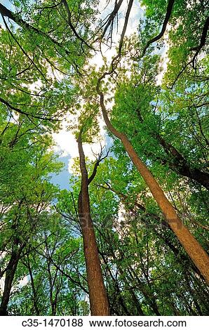 Tree wood View Large Photo Image Stock Photo - Tree wood. Fotosearch