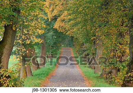 Treelined footpath or small road alley with old Lime Trees Tilia spec in autumn Bavaria, Germany, Europe View Large Photo Image Stock Photography - Treelined footpath or small road alley with old Lime Trees Tilia spec in autumn Bavaria, Germany, Europe. Fotosearch