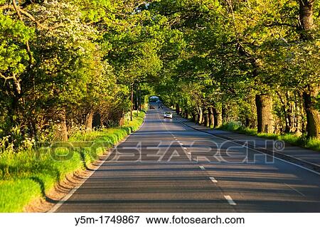 Treelined lane near Rheindown, Higlands, Scotland, United Kingdom, Europe View Large Photo Image Stock Photo - Treelined lane near Rheindown, Higlands, Scotland, United Kingdom, Europe. Fotosearch