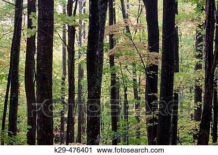 Trees and foliage near Laurel Falls, Southern Appalachian autumn woodland. Great Smoky Mountains NP, TN, USA View Large Photo Image Stock Image - Trees and foliage near Laurel Falls, Southern Appalachian autumn woodland. Great Smoky Mountains NP, TN, USA. Fotosearch