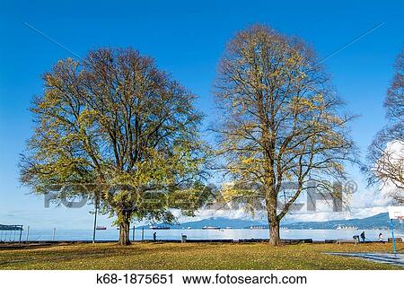 trees at Kitsilano Beach, Vancouver, BC, Canada View Large Photo Image Stock Image - trees at Kitsilano Beach, Vancouver, BC, Canada. Fotosearch