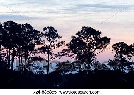 trees at sunrise View Large Photo Image Stock Photography - trees at sunrise. Fotosearch
