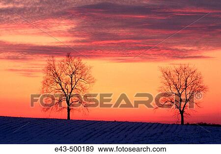 Trees at sunset in winter View Large Photo Image Stock Photo - Trees at sunset in winter. Fotosearch
