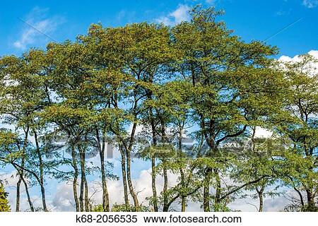 trees at the campus of Langara College, Vancouver, BC, Canada View Large Photo Image Stock Photography - trees at the campus of Langara College, Vancouver, BC, Canada. Fotosearch