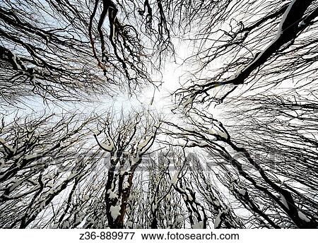 Trees at winter View Large Photo Image Stock Photo - Trees at winter. Fotosearch