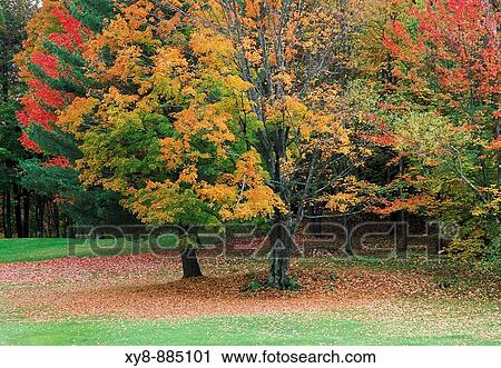 Trees-Autumn-Colors View Large Photo Image Stock Image - Trees-Autumn-Colors. Fotosearch