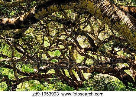 Trees branches twist and curl in a California woodland. View Large Photo Image Stock Image - Trees branches twist and curl in a California woodland.. Fotosearch