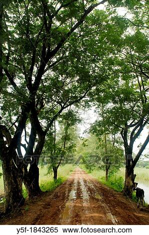 Trees covering muddy road outside Mandalay View Large Photo Image Stock Photography - Trees covering muddy road outside Mandalay. Fotosearch