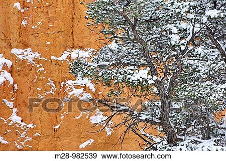 Trees dusted with snow in Red Canyon Dixie National Forest Utah View Large Photo Image Stock Photo - Trees dusted with snow in Red Canyon Dixie National Forest Utah. Fotosearch