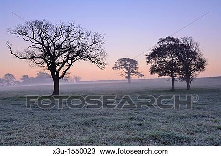 Trees in a field at dawn in winter North Somerset, England, United Kingdom View Large Photo Image Stock Image - Trees in a field at dawn in winter North Somerset, England, United Kingdom. Fotosearch
