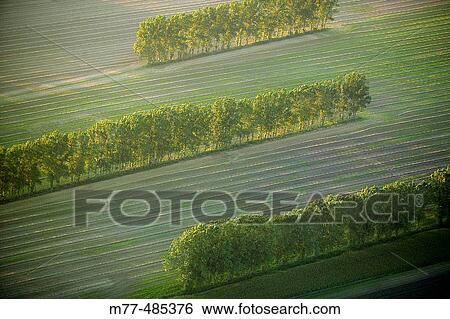 Trees in a row on agricultural fields, aerial view. Kristianstad. Sk? ne. Sweden. View Large Photo Image Stock Photograph - Trees in a row on agricultural fields, aerial view. Kristianstad. Sk? ne. Sweden.. Fotosearch