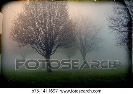Trees in fog View Large Photo Image Stock Photo - Trees in fog. Fotosearch