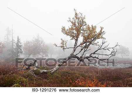 Stock Photograph - Trees in fog, Sweden. Fotosearch