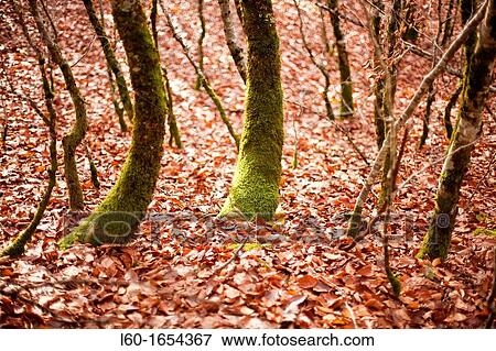 Trees in Irati forest, Navarre, Spain View Large Photo Image Stock Photo - Trees in Irati forest, Navarre, Spain. Fotosearch