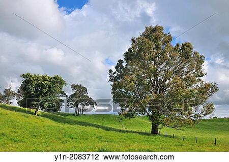 Stock Image - Trees in Landscape, Summer, Horohoro, Bay of Plenty, North Island, New Zealand.. Fotosearch