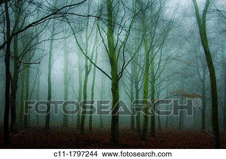 trees in mist, kent, england, uk, europe View Large Photo Image Picture - trees in mist, kent, england, uk, europe. Fotosearch