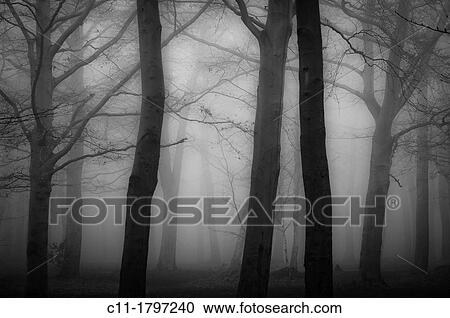 trees in mist, kent, england, uk, europe View Large Photo Image Stock Image - trees in mist, kent, england, uk, europe. Fotosearch