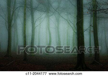 trees in mist, kent, england, uk, europe. View Large Photo Image Stock Photo - trees in mist, kent, england, uk, europe.. Fotosearch