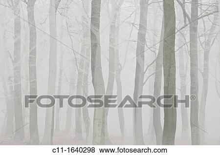Stock Photo - trees in mist. Fotosearch