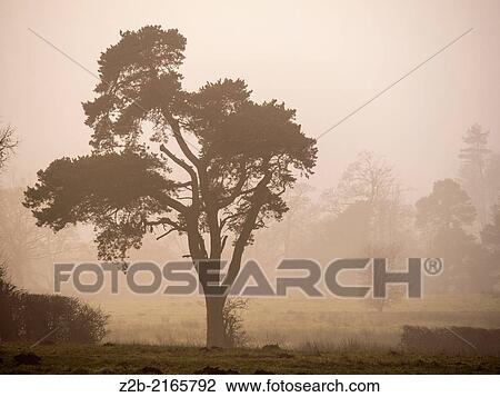 Trees in misty winter weather View Large Photo Image Stock Image - Trees in misty winter weather. Fotosearch