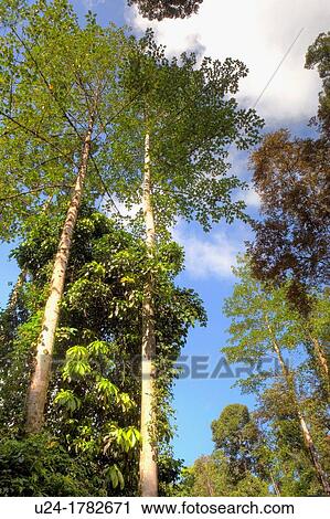 Trees in Primary Dipterocarp Rainforest, Danum Valley Conservation Area, Borneo, Sabah, Malaysia View Large Photo Image Stock Image - Trees in Primary Dipterocarp Rainforest, Danum Valley Conservation Area, Borneo, Sabah, Malaysia. Fotosearch