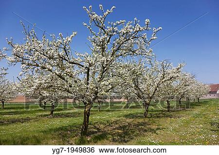 Trees in Spring, Marchenoir, Loir et cher, France. View Large Photo Image Stock Photograph - Trees in Spring, Marchenoir, Loir et cher, France.. Fotosearch