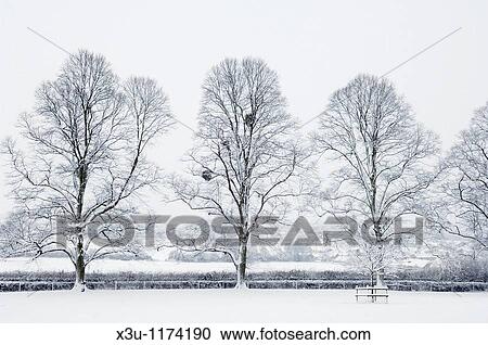 Trees in the countryside after overnight snow Wrington, Somerset, England, United Kingdom View Large Photo Image Stock Image - Trees in the countryside after overnight snow Wrington, Somerset, England, United Kingdom. Fotosearch