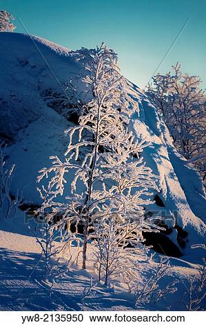 Stock Image - Trees in the frozen landscape, cold temperatures as low as -47 celsius, Lapland, Sweden.. Fotosearch