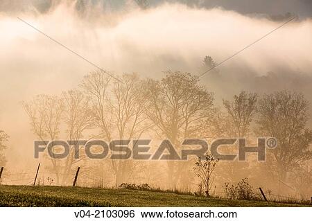 Trees in the morning mist, Vermont, USA View Large Photo Image Stock Photograph - Trees in the morning mist, Vermont, USA. Fotosearch