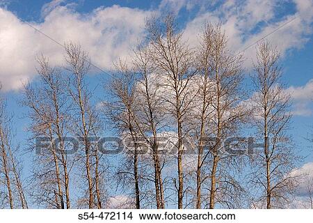 Picture - Trees in the spring before leafing out. Sandpoint, Idaho, USA.. Fotosearch