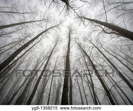 Trees in Winter with Fog LLeida Spain View Large Photo Image Stock Photography - Trees in Winter with Fog LLeida Spain. Fotosearch