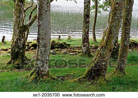 Stock Image - Trees, Loch Awe, Scotland, UK. Fotosearch
