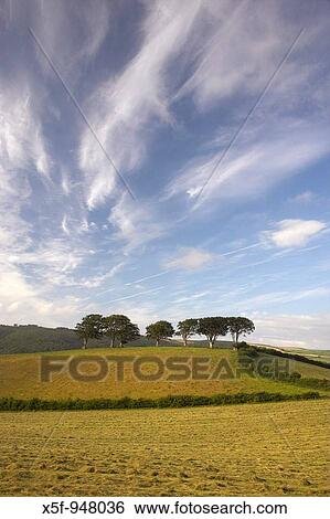 Trees on a Hill Luccombe Exmoor National Park Somerset View Large Photo Image Stock Photograph - Trees on a Hill Luccombe Exmoor National Park Somerset. Fotosearch