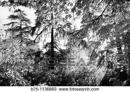 Stock Image - Trees, Parque del Retiro, Madrid, Spain. Fotosearch