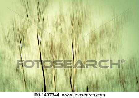 Picture - Trees. Fotosearch