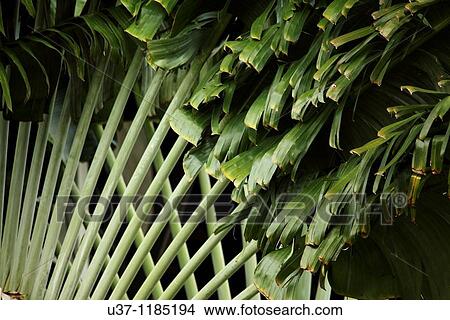 Picture - Trees. Fotosearch
