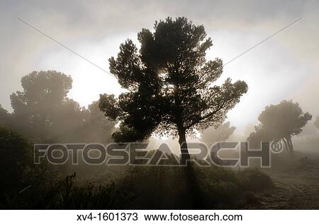 Trees shadow with foggy landscape Mos, Aragon, Spain View Large Photo Image Stock Image - Trees shadow with foggy landscape Mos, Aragon, Spain. Fotosearch