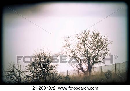 Trees. View Large Photo Image Stock Image - Trees.. Fotosearch