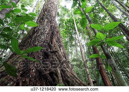 Stock Image - Trees. Fotosearch