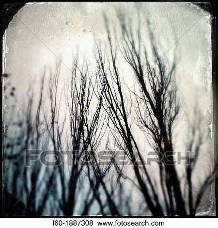 Trees View Large Photo Image Stock Photo - Trees. Fotosearch