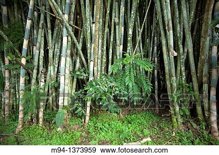 Trees View Large Photo Image Stock Photo - Trees. Fotosearch