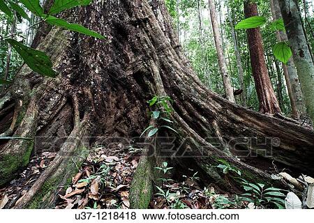 Stock Photo - Trees. Fotosearch