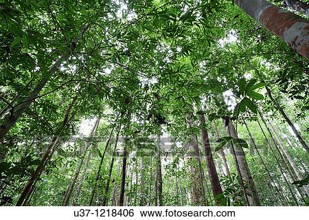 Trees View Large Photo Image Stock Photograph - Trees. Fotosearch
