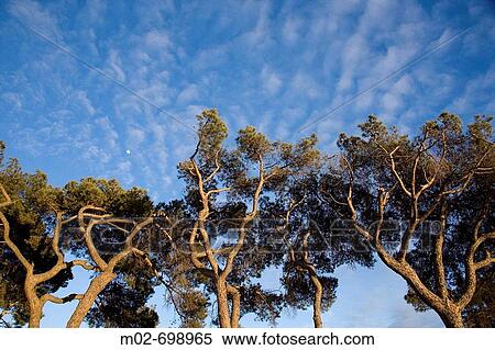 Trees View Large Photo Image Stock Photography - Trees. Fotosearch