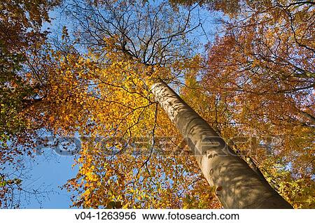 Trees with leaves in autumn View Large Photo Image Stock Photograph - Trees with leaves in autumn. Fotosearch