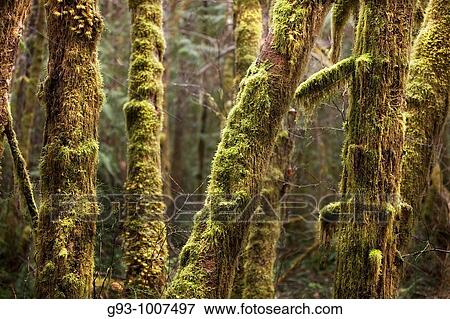 Trees with moss View Large Photo Image Stock Photo - Trees with moss. Fotosearch