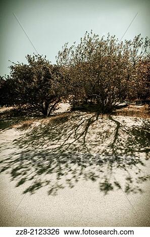 Trees with shadows Lake Michigan Chicago USA. View Large Photo Image Stock Photograph - Trees with shadows Lake Michigan Chicago USA.. Fotosearch